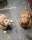 American Bully Puppies for sale in Fort Myers, FL, USA. price: $200