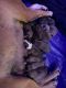 American Bully Puppies for sale in Apache Junction, AZ, USA. price: NA