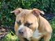 American Bully Puppies for sale in Riverview, FL, USA. price: $600