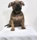 American Bully Puppies for sale in Greenville, SC, USA. price: NA