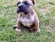 American Bully Puppies for sale in Odessa, TX, USA. price: NA