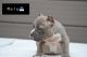 American Bully Puppies for sale in Murfreesboro, TN 37130, USA. price: $3,000