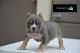 American Bully Puppies for sale in Murfreesboro, TN 37130, USA. price: $3,500