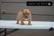 American Bully Puppies for sale in Murfreesboro, TN 37130, USA. price: $4,000