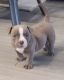 American Bully Puppies for sale in Lakeland, FL, USA. price: $2,500