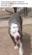 American Bully Puppies for sale in Sallisaw, OK 74955, USA. price: NA