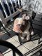 American Bully Puppies for sale in Lake Katrine, NY, USA. price: NA