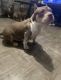 American Bully Puppies for sale in 5 Hank Pl, Staten Island, NY 10309, USA. price: NA