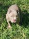 American Bully Puppies for sale in Lakeland, FL, USA. price: $5,000