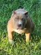 American Bully Puppies for sale in Lakeland, FL, USA. price: $4,000