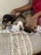 American Bully Puppies for sale in Las Vegas, NV 89148, USA. price: $2,000