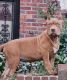 American Bully Puppies for sale in 130-65 225th St, Jamaica, NY 11413, USA. price: NA