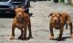 American Bully Puppies for sale in 130-65 225th St, Jamaica, NY 11413, USA. price: NA