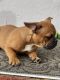 American Bully Puppies for sale in 16021 Amar Rd, La Puente, CA 91744, USA. price: NA