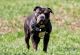 American Bully Puppies for sale in Sanford, NC 27332, USA. price: NA