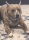 American Bully Puppies for sale in Gary, IN, USA. price: NA