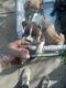 American Bully Puppies for sale in Merced, CA, USA. price: NA