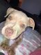 American Bully Puppies for sale in Middletown, OH, USA. price: NA
