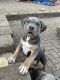 American Bully Puppies for sale in Chicago, IL, USA. price: NA