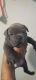 American Bully Puppies for sale in Cudahy, WI 53110, USA. price: $1,000
