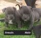 American Bully Puppies for sale in Eufaula, OK 74432, USA. price: $1,500