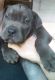 American Bully Puppies for sale in Flint, MI, USA. price: $400