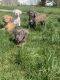 American Bully Puppies for sale in Rockford, IL, USA. price: $400