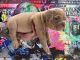 American Bully Puppies for sale in Miami, FL, USA. price: $2,500