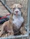 American Bully Puppies for sale in Waiehu Beach Rd, Wailuku, HI 96793, USA. price: $2,500