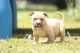 American Bully Puppies for sale in Augusta, GA, USA. price: $1,200