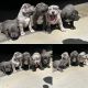 American Bully Puppies for sale in Salem, OR, USA. price: $3,500