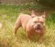 American Bully Puppies for sale in Columbus, OH 43207, USA. price: $1,000