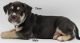 American Bully Puppies for sale in Federal Way, WA, USA. price: $200