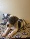 American Bully Puppies for sale in Grand Prairie, TX, USA. price: $1,000