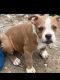 American Bully Puppies for sale in Mesquite, TX, USA. price: NA