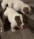 American Bully Puppies for sale in Philadelphia, PA 19111, USA. price: $3,500