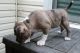 American Bully Puppies for sale in Virginia Beach, VA, USA. price: $2,000