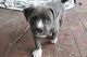 American Bully Puppies for sale in Virginia Beach, VA, USA. price: $1,900