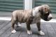 American Bully Puppies for sale in Virginia Beach, VA, USA. price: $1,850