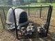 American Bully Puppies for sale in Shawnee, OK, USA. price: NA