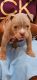 American Bully Puppies for sale in Montgomery, AL, USA. price: $3,000