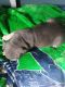 American Bully Puppies for sale in Raleigh, NC, USA. price: $4,000