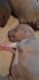 American Bully Puppies for sale in Tulsa, OK, USA. price: $800