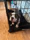 American Bully Puppies for sale in Iselin, Woodbridge Township, NJ, USA. price: NA