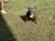 American Bully Puppies for sale in Memphis, TN, USA. price: $1,000