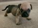 American Bully Puppies for sale in Las Vegas, NV, USA. price: $2,000