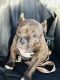 American Bully Puppies for sale in Knoxville, IA 50138, USA. price: NA