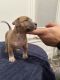 American Bully Puppies for sale in Newark, NJ, USA. price: NA