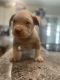 American Bully Puppies for sale in Lorain, OH, USA. price: $10,000