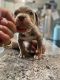 American Bully Puppies for sale in Lorain, OH, USA. price: $5,000